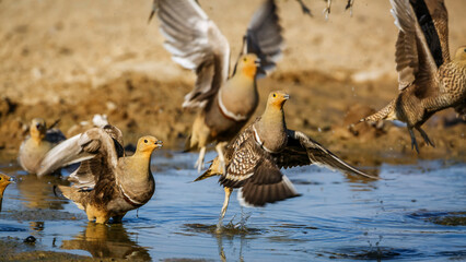 Flock of Namaqua sandgrouse drinking in waterhole in Kgalagadi transfrontier park, South Africa; specie Pterocles namaqua family of Pteroclidae - obrazy, fototapety, plakaty