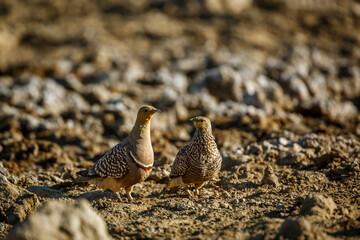 Namaqua sandgrouse couple walking in dry land in Kgalagadi transfrontier park, South Africa; specie Pterocles namaqua family of Pteroclidae