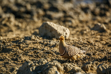 Namaqua sandgrouse male walking in dry land in Kgalagadi transfrontier park, South Africa; specie Pterocles namaqua family of Pteroclidae