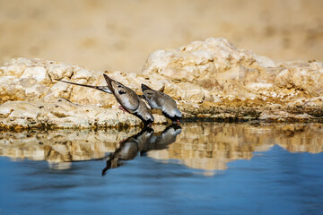 Two Namaqua Dove drinking at waterhole in Kgalagadi transfrontier park, South Africa; Specie Oena capensis family of Oena capensis