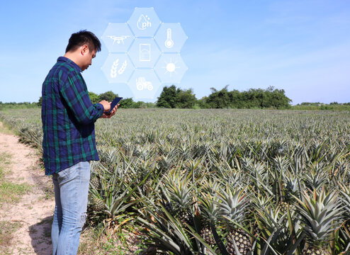 Businessman farmer holding smart phone for checking in pineapple field. Smart farmer concept use technology internet and information for Decision.