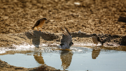 Gabar Goshawk bathing with two juveniles watchng in Kgalagadi transfrontier park, South Africa; specie  Micronisus gabar family of Accipitridae