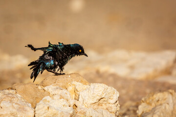 Cape Glossy Starling shaking after bathing in Kgalagadi transfrontier park, South Africa; Specie Lamprotornis nitens family of Sturnidae