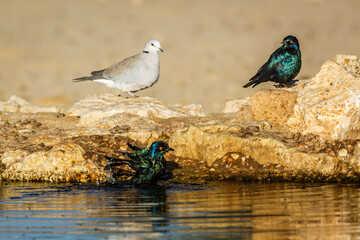 Ring-necked Dove and Cape Glossy Starling in waterhole in Kgalagadi transfrontier park, South Africa ; Specie Streptopelia capicola and Lamprotornis nitens