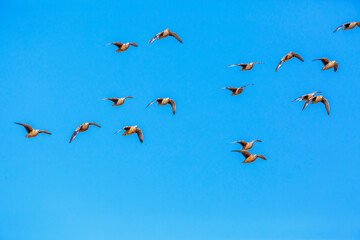 Flock of Burchell's Sandgrouse in flight isolated in blue sky in Kgalagadi transfrontier park, South Africa; specie Pterocles burchelli family of Pteroclidae