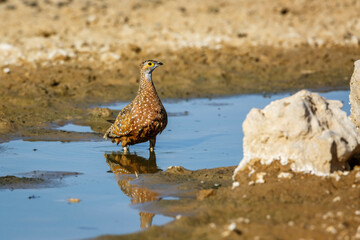 Burchell's Sandgrouse male bathing in waterhole in Kgalagadi transfrontier park, South Africa; specie Pterocles burchelli family of Pteroclidae