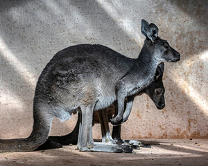 Eastern grey kangaroo couple. Latin name - Macropus giganteus  © Mikhail Blajenov