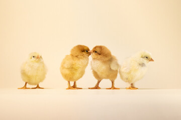 three baby chickens. two little chickens. chicken and eggs. little chickens