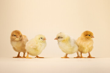 three baby chickens. two little chickens. chicken and eggs. little chickens