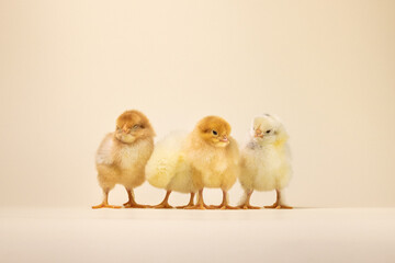 three baby chickens. two little chickens. chicken and eggs. little chickens
