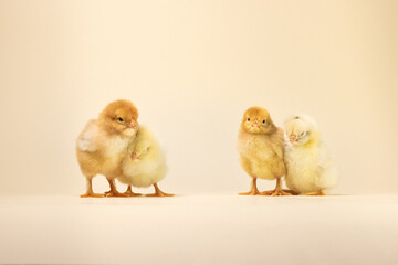three baby chickens. two little chickens. chicken and eggs. little chickens