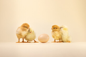 three baby chickens. two little chickens. chicken and eggs. little chickens