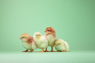 three baby chickens. two little chickens. chicken and eggs. little chickens