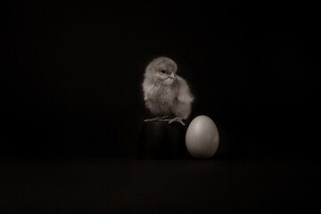 baby chicken near an egg on a black background
