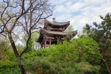 Cherry blossoms in chinese garden