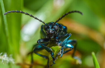 Altica sp. Beetle