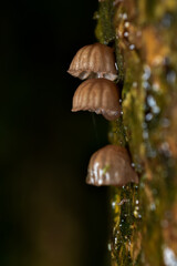 Mycena