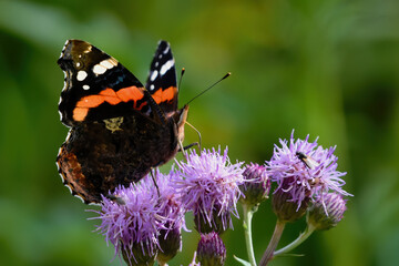 Red admiral or, previously, the red admirable (Vanessa atalanta) on a flower.