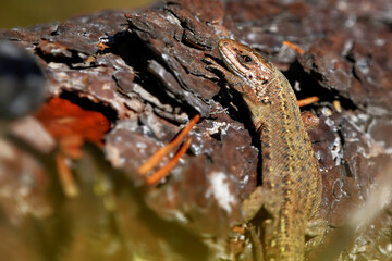 Viviparous lizard or common lizard, (Zootoca vivipara) basking on a log.