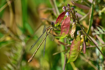 Emerald damselfly or common spreadwing (Lestes sponsa) on a leaf.