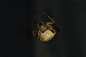 Araneus diadematus is commonly called the European garden spider, diadem spider, orangie, cross...