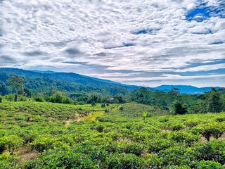 Tea Gardens in the Tropical Mountains
