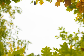 Autumn composition of oak leaves.