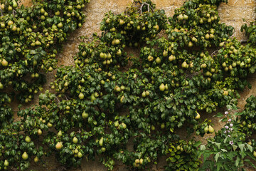 Fototapeta na wymiar Large pear bush tree growing up against a garden wall