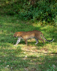 Indian wild male leopard or panther walking or stroll in his territory during monsoon green season outdoor wildlife safari at forest of central india asia - panthera pardus fusca