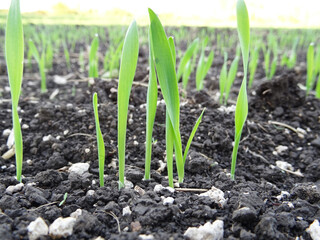 Wheat sprouts in the field close-up