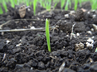 Wheat sprouts in the field close-up