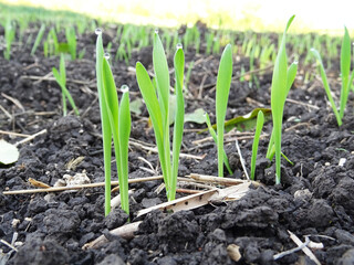 Wheat seedlings in the field close-up, growing a grain crop