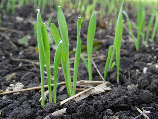 Wheat sprouts in the field close-up