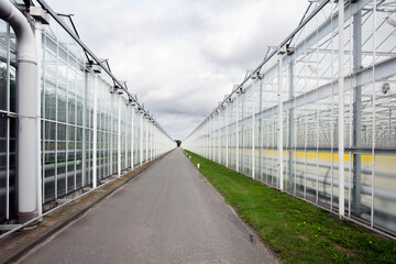 Greenhouses in the Netherlands