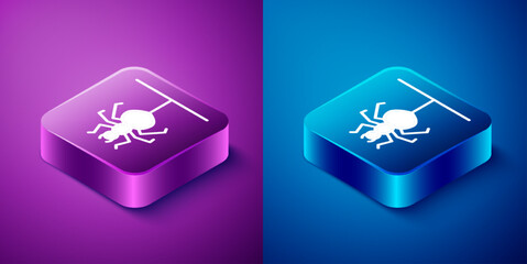 Isometric Spider icon isolated on blue and purple background. Happy Halloween party. Square button. Vector