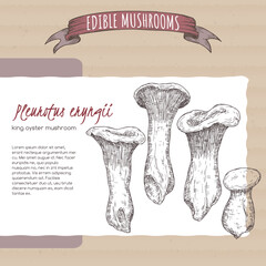 Pleurotus eryngii aka king oyster mushroom sketch on cardboard background. Edible mushrooms series. - 532757684