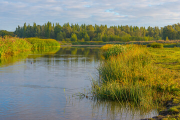 The edge of a lake with reed and withered wild flowers in wetland in sunlight at sunrise at fall, Almere, Flevoland, The Netherlands, September, 2022
