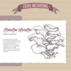 Pleurotus ostreatus aka oyster mushroom sketch on cardboard background. Edible mushrooms series. - 532757824