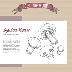 Agaricus bisporus aka common mushroom sketch on cardboard background. Edible mushrooms series. - 532757877