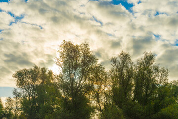 The edge of a lake with reed and withered wild flowers in wetland in sunlight at sunrise at fall, Almere, Flevoland, The Netherlands, September, 2022