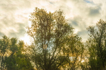 Obraz premium The edge of a lake with reed and withered wild flowers in wetland in sunlight at sunrise at fall, Almere, Flevoland, The Netherlands, September, 2022