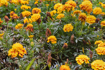 Marigold yellow summer flower or tagetes background
