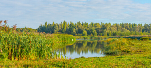 The edge of a lake with reed and withered wild flowers in wetland in sunlight at sunrise at fall, Almere, Flevoland, The Netherlands, September, 2022