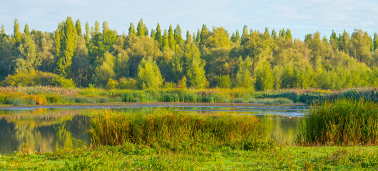 The edge of a lake with reed and withered wild flowers in wetland in sunlight at sunrise at fall, Almere, Flevoland, The Netherlands, September, 2022