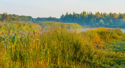 The edge of a foggy lake with reed and withered wild flowers in wetland in sunlight at sunrise at fall, Almere, Flevoland, The Netherlands, September, 2022