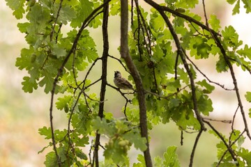 Fototapeta premium Berlin birds
