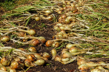 Onion harvest. Freshly harvested organic onions laid out to dry naturally in a vegetable garden. With roots, bulbs and still green leaves