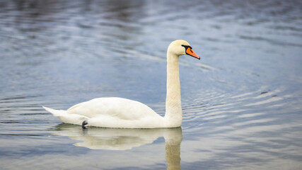 swan on the water