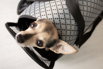 dog carrier, travel bag for small animals, cute pet sitting in airplane crate