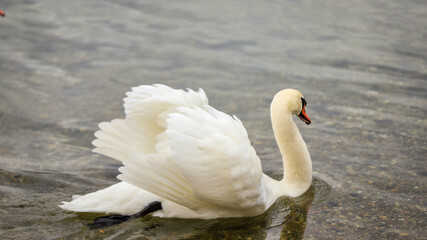 white swan on the water